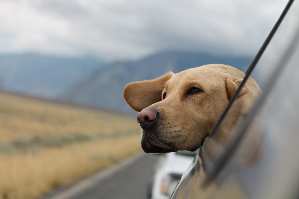 Dog looking outside the window