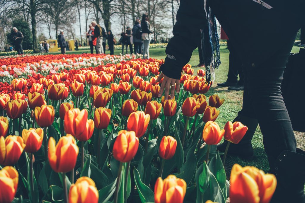 beautiful flower gardens of the world