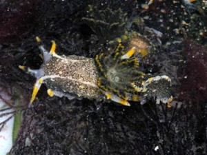 The nudibranch Polycera hedgpethi feeding on the bryozoan Bugula neritina