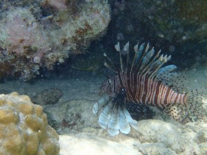 The invasive and cryptic lionfish Pterois volitans
