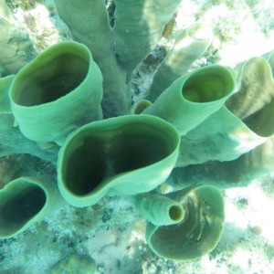 Barrel sponges on the reef