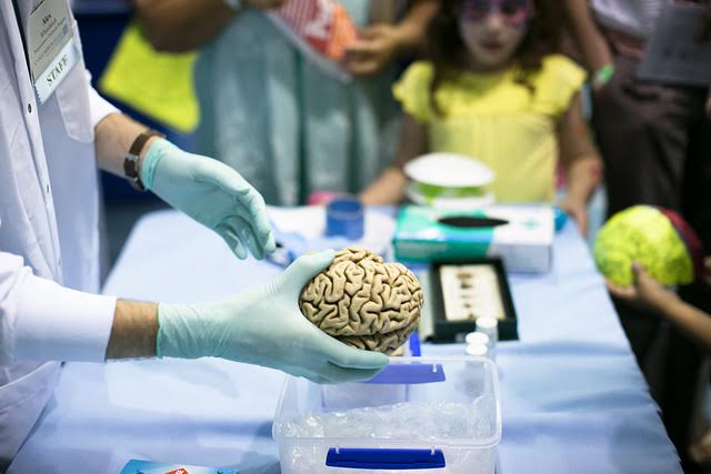 Brain