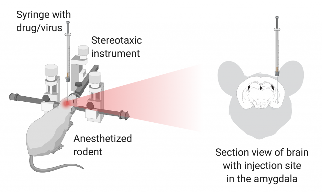 Depiction of a stereotaxic surgery in a rodent. Detail of injection in the amygdala.