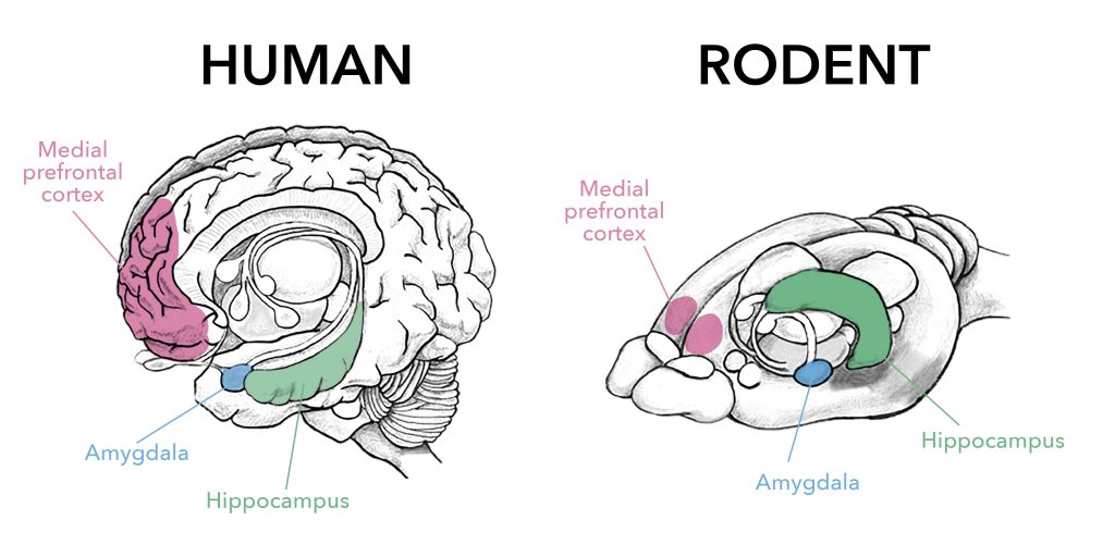 Human and rodent brain with highlighted amygdala, medial prefrontal cortex and hippocampus.