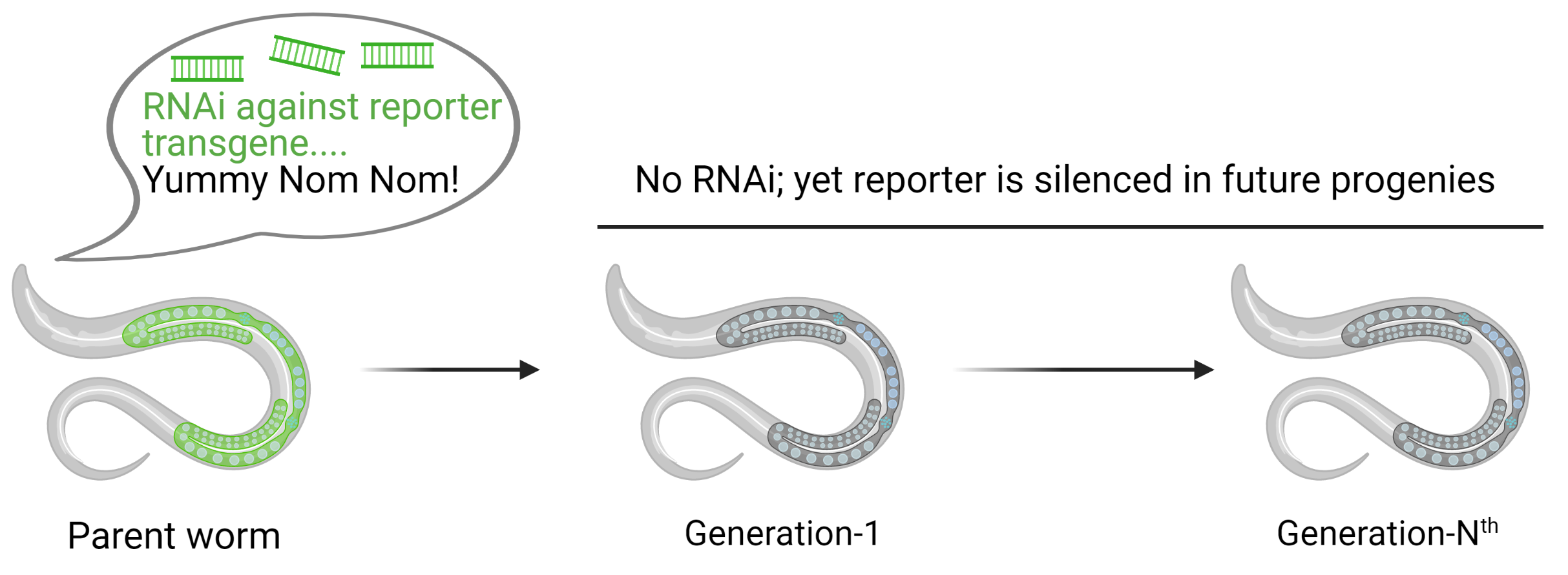 RNAi