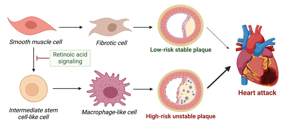 Shapeshifting muscle cells – the good and bad guy in