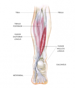 The posterior view of the FHL in the right leg, taken from Sports Injury Bulletin