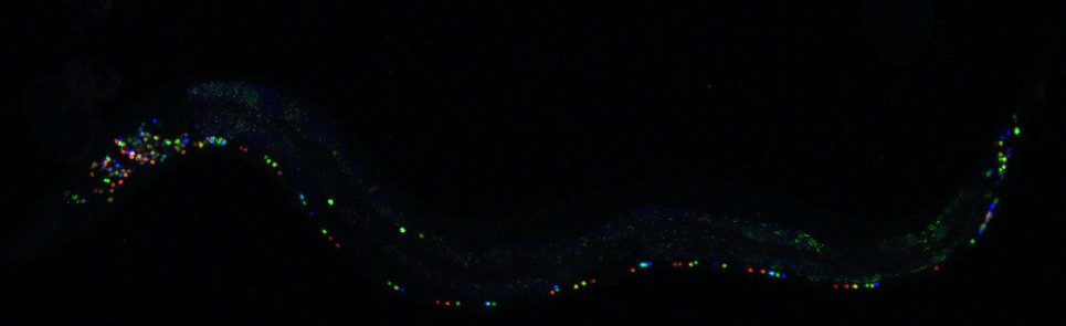A fluorescent image of a NeuroPAL worm with distinct labelling of each neuron