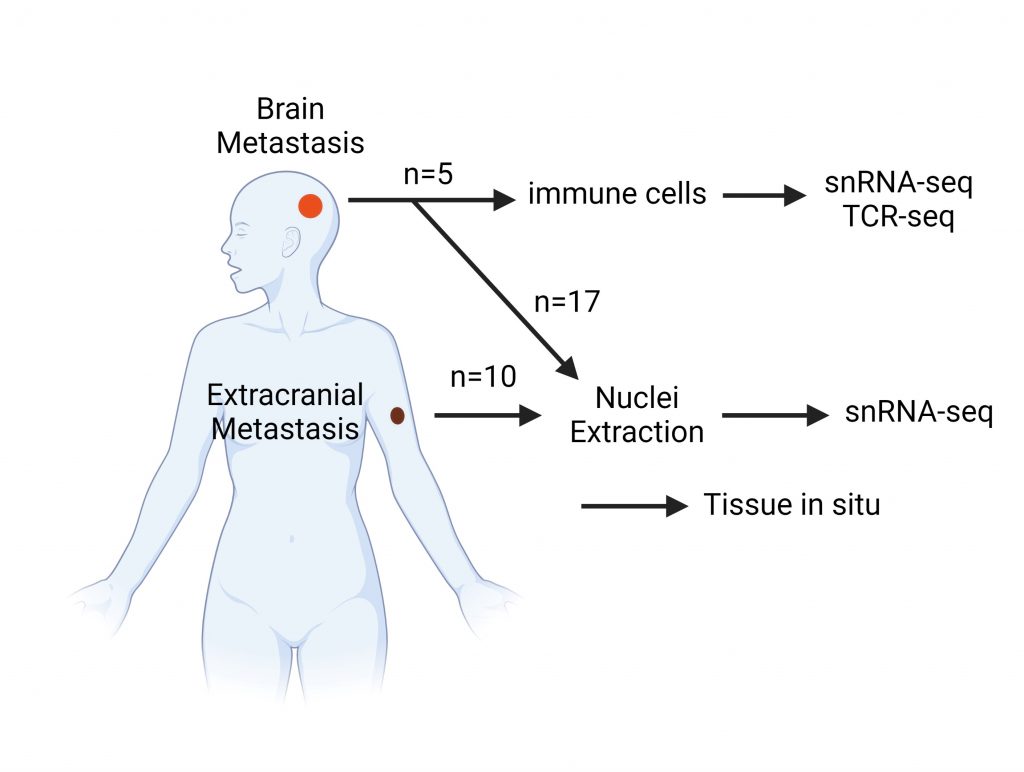 melanoma-brain-metastasis-columbia-university-postdoc-society-blog