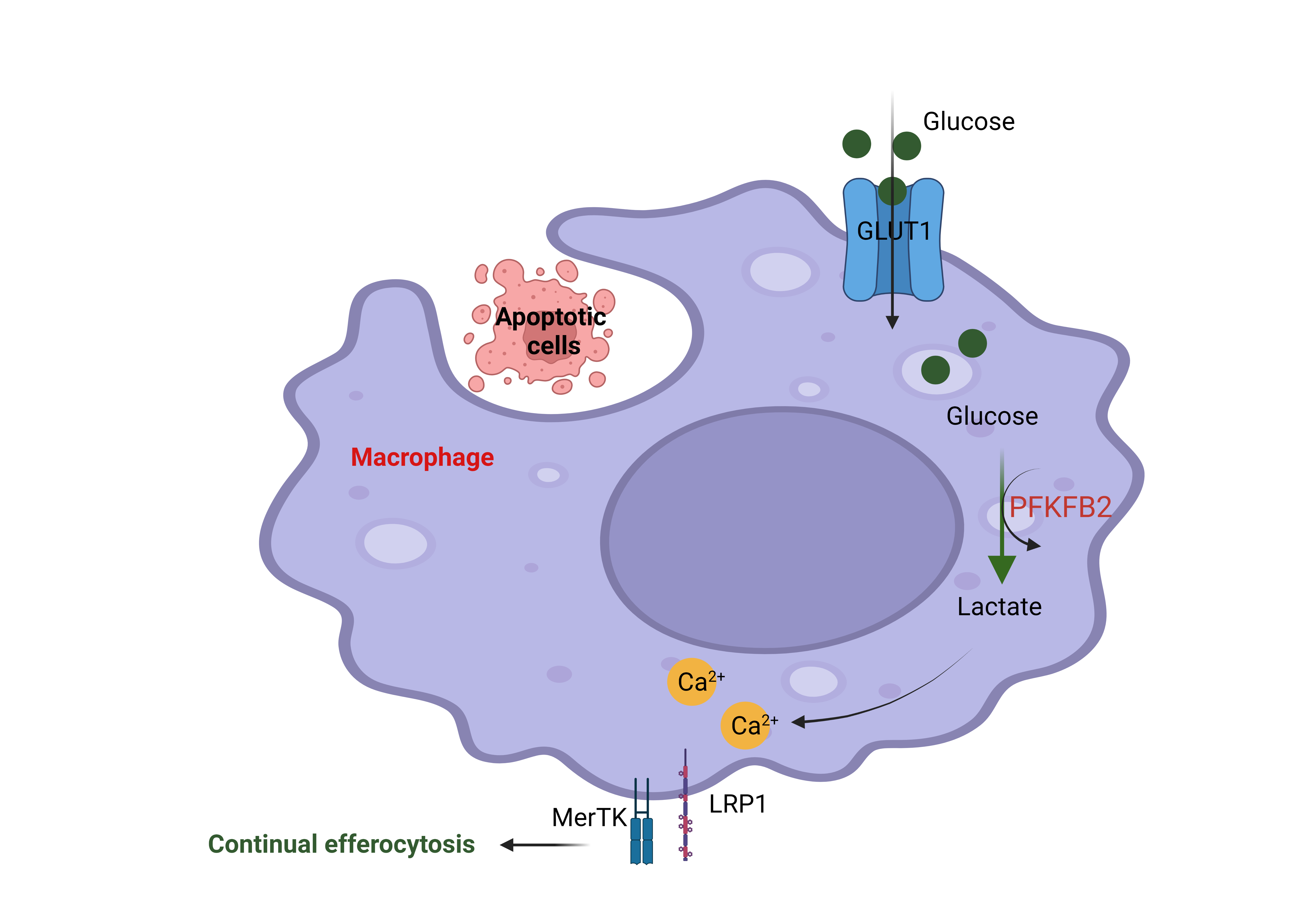 macrophage diagram