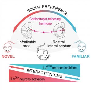 Graphic showing a pathway through which corticotropin-releasing hormone is sent from the infralimbic area to the rostral lateral septum of the mouse brain. When this pathway is active, mice spend more time with novel rather than familiar mice. When this pathway is inactive, mice spend more time with familiar rather than novel mice.