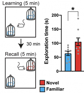 A diagram demonstrating Social Novelty Preference in mice. Two mice are in enclosures on opposite sides of an arena. A third mouse, free to explore the arena, chooses to spend more time with a mouse it does not know than a mouse it has met before.