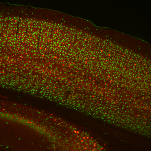 neuN-PV cortex