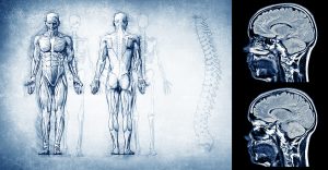 Front and back image of a human body next to an fMRI image of the brain