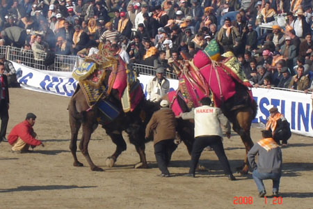 turkey_camelwrestling