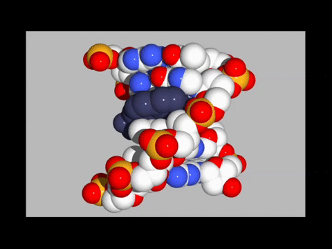 A PAH-DNA adduct intercalated into a DNA double helix.  The animation is based on HNMR spectroscopy data 