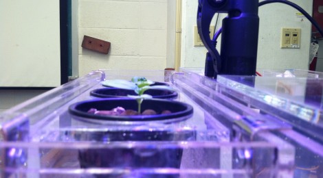 Plant Growth