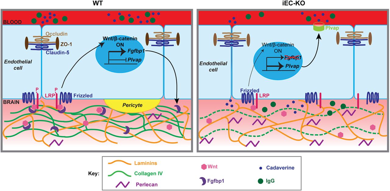 Cracking early construction steps of the blood brain barrier – Columbia ...