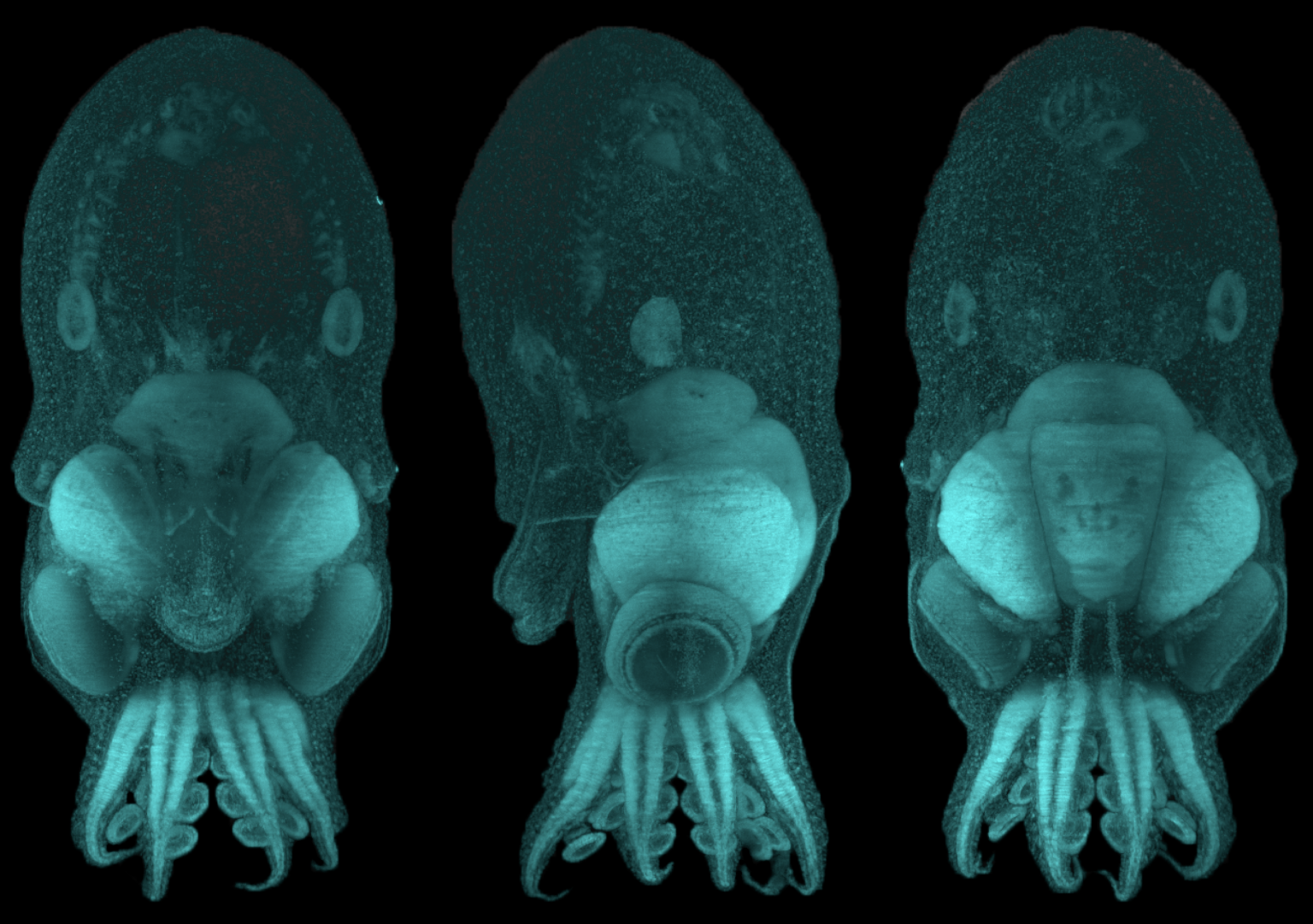 Newborn octopus neurons steadily march towards maturity from around the