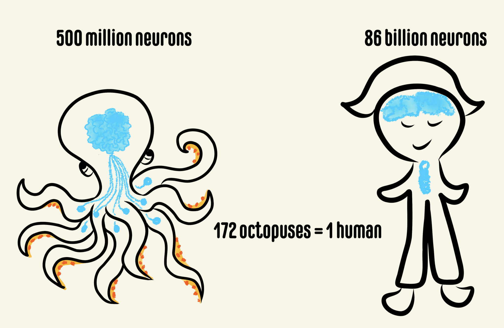 Newborn octopus neurons steadily march towards maturity from around the