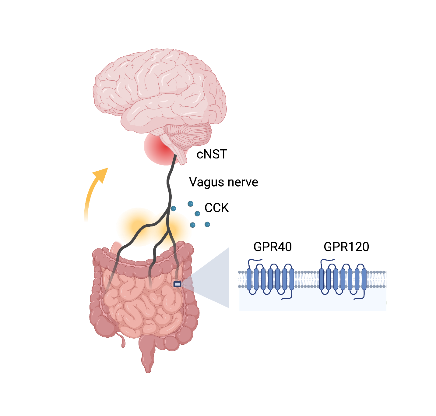 how-our-gut-communicates-with-our-brain-to-drive-a-preference-for-fat