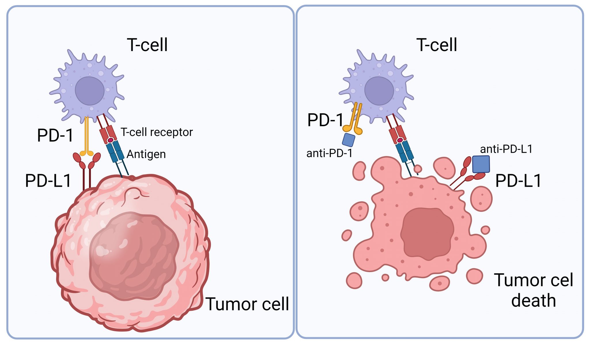 Revealing How Cancer Cells Balance Immune Signals – Columbia University ...