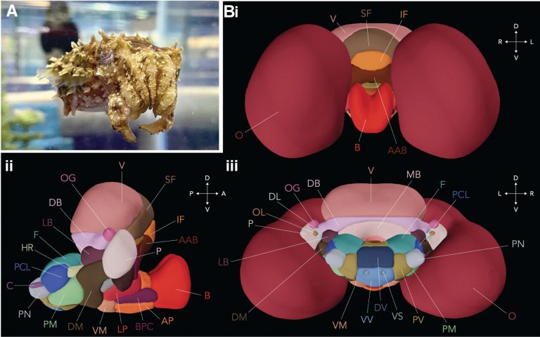 Masters of disguise: unlocking the secrets of color-changing cuttlefish