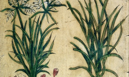 L0030067 Japanese Herbal, 17th century